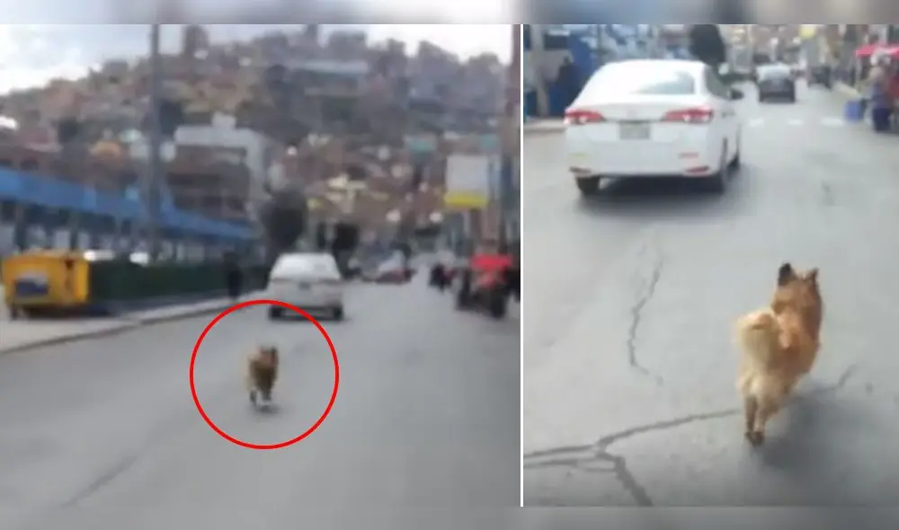 Perro corre tras carro Perro corre tras carro