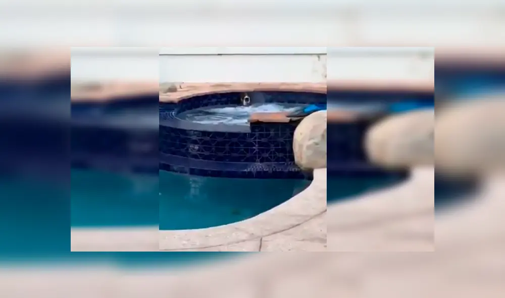 En Facebook, una familia estaba aterrada al percatarse de la presencia de un animal en su piscina.