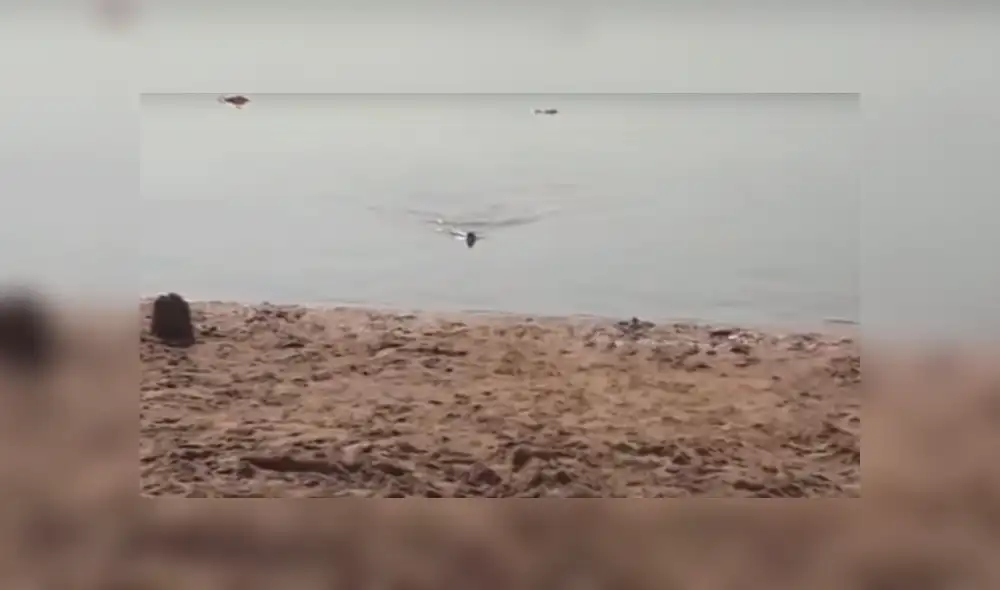 Desliza hacia la izquierda para ver el momento en que una anaconda emerge del mar. Video es viral en YouTube. Desliza hacia la izquierda para ver el momento en que una anaconda emerge del mar. Video es viral en YouTube.