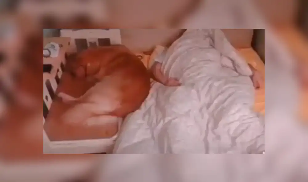 En Facebook, un chico no podía dormir tranquilo tras compartir la cama con su perro y decidió fabricarle una.