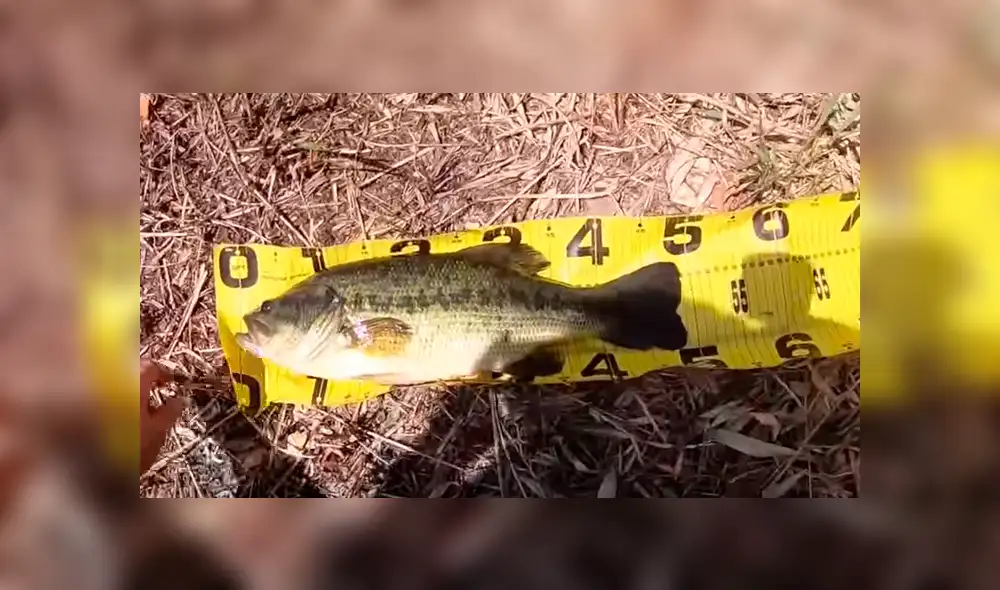 Pescador emerge su mano dentro de un misterioso río de Brasil. Pescador emerge su mano dentro de un misterioso río de Brasil.