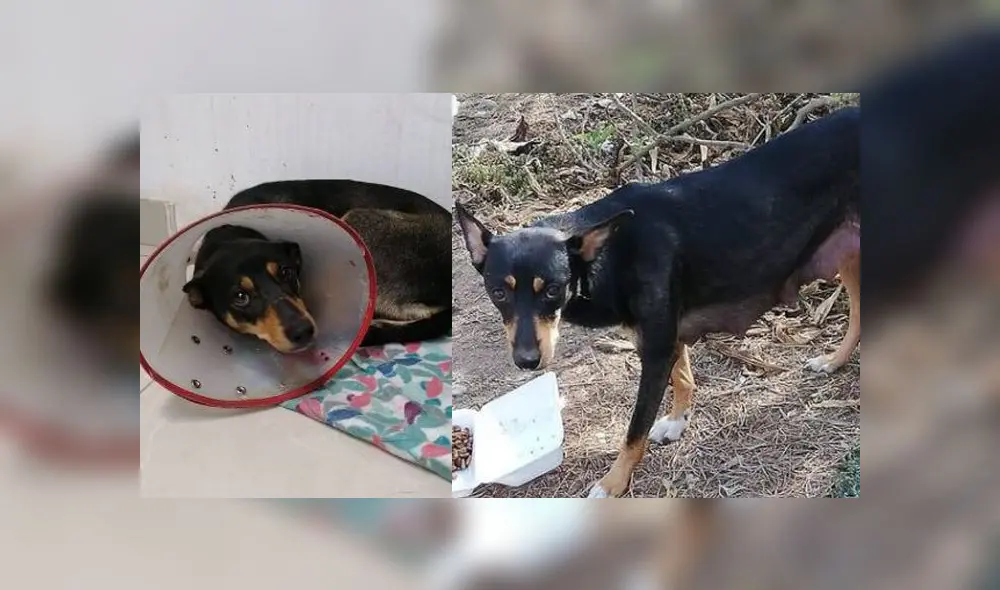 Foto: Refugio Sanmarquino Foto: Refugio Sanmarquino