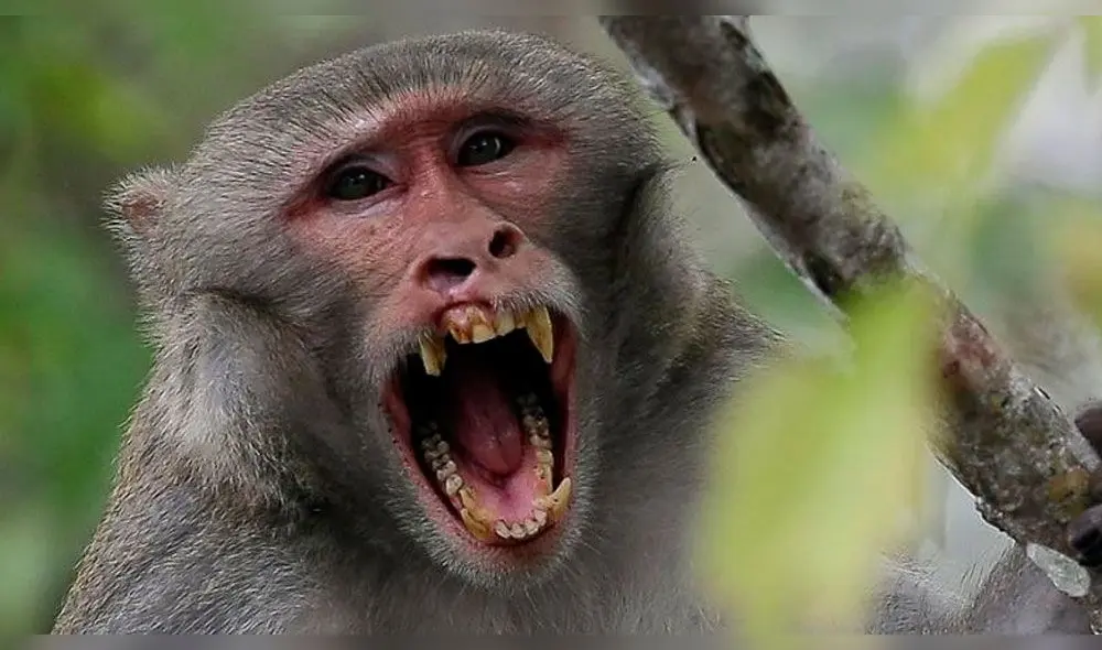 Monos salvajes matan a adolescente que intentó espantarlos de su techo