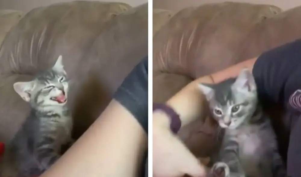 Desliza las imágenes para apreciar la emotiva reacción de un gato bebé que quería que su dueña lo acurruque en sus brazos. Foto: captura de TikTok