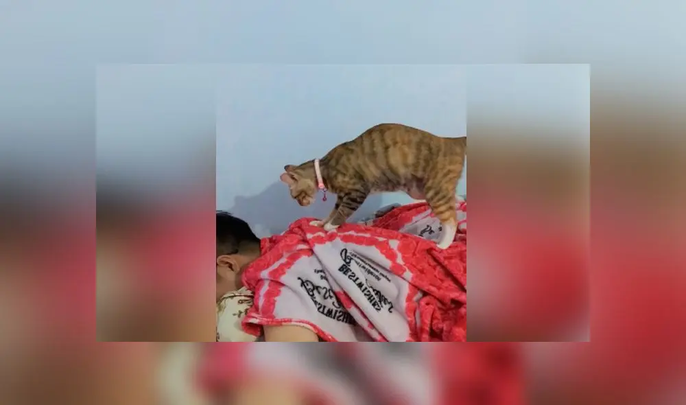 Desliza las imágenes para ver la divertida escena que protagonizó una gatita y su dueño. Foto: Captura/ViralHog Desliza las imágenes para ver la divertida escena que protagonizó una gatita y su dueño. Foto: Captura/ViralHog