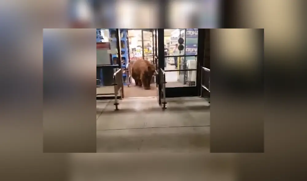 El animal entró al supermercado y terminó llevándose con el una bolsa de papas fritas. Foto: Facebook