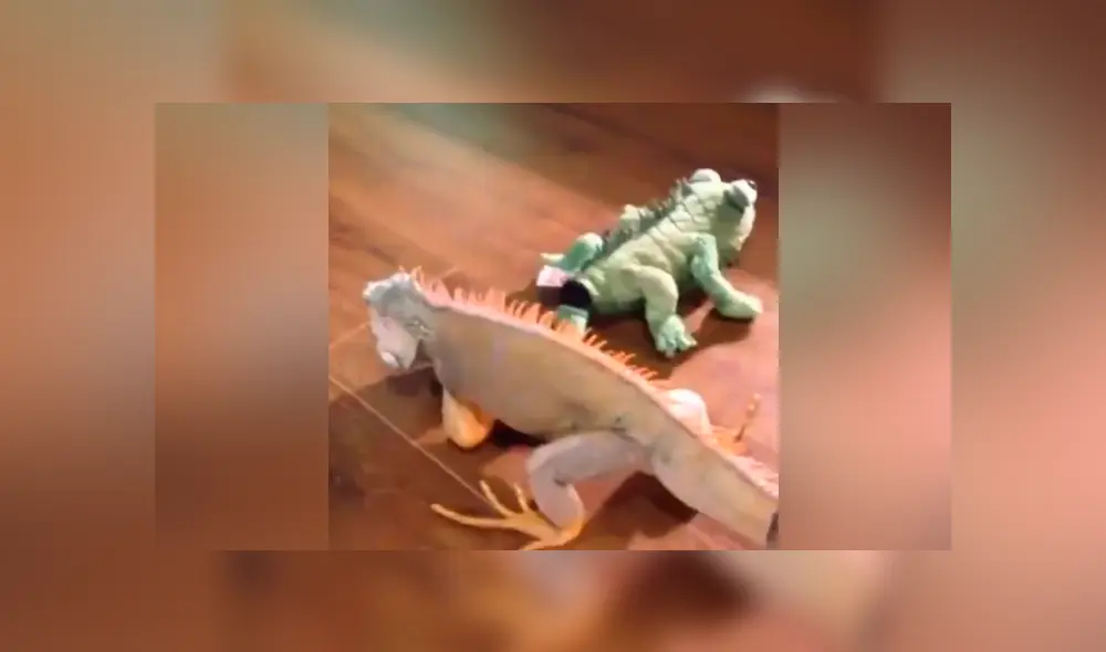 Facebook viral: Iguana se confunde de rival y lo somete a duros golpes; desenlace es cómico [VIDEO] 
