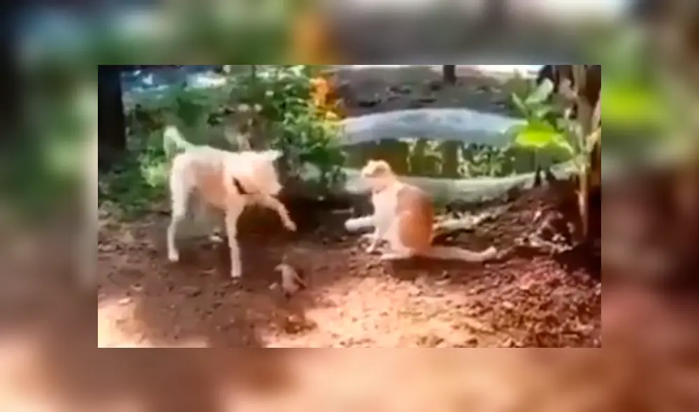 En Facebook, un perro encaró a la nueva mascota de su dueño para demostrar que es el favorito. En Facebook, un perro encaró a la nueva mascota de su dueño para demostrar que es el favorito.