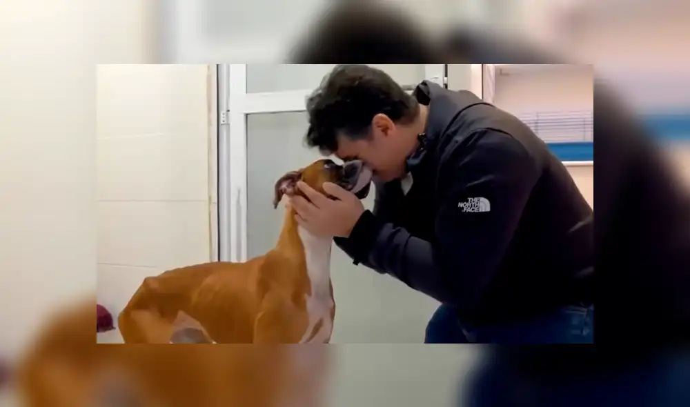 Facebook: perrita desnutrida estuvo a punto de morir hasta que un ‘ángel’ la rescató y ahora luce así [VIDEO]