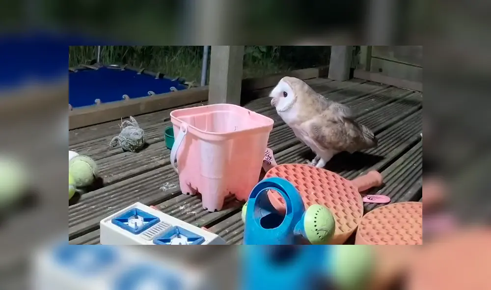 Desliza la imagen para ver a todos los animales que se apoderaron del lugar. Foto: Newsflare/YouTube