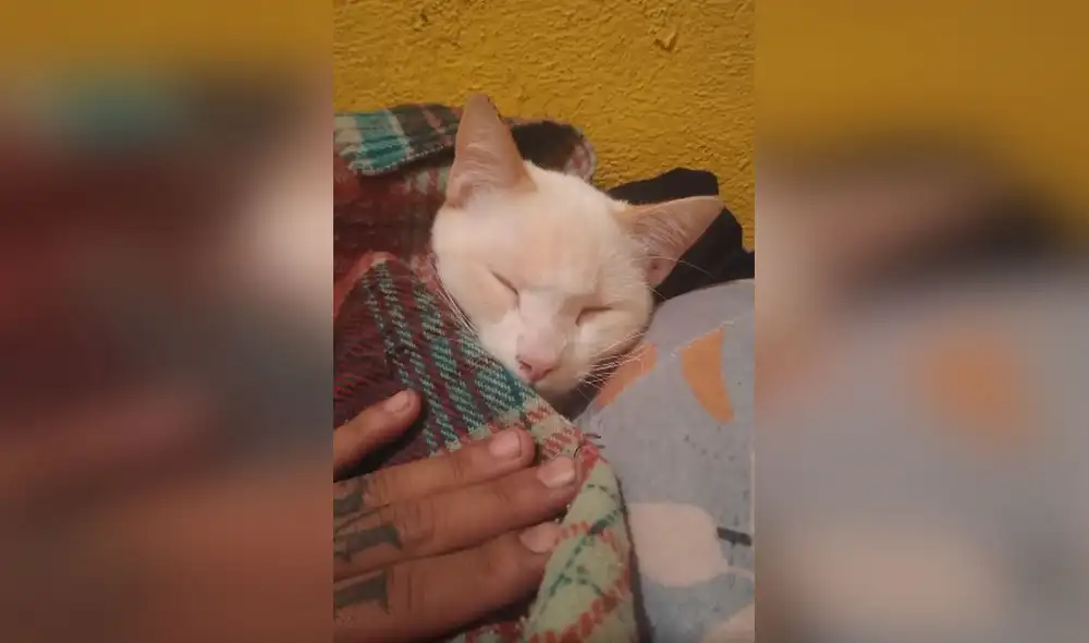 Desliza las imágenes para ver la amorosa acción que realiza un joven para hacer dormir a su gato. Foto: captura de Facebook Desliza las imágenes para ver la amorosa acción que realiza un joven para hacer dormir a su gato. Foto: captura de Facebook