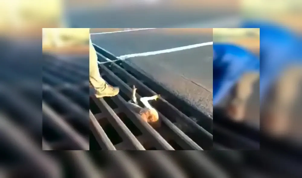 En Facebook, una criatura recorría una carretera y quedó atrapada en la alcantarilla, para su suerte recibió ayuda. En Facebook, una criatura recorría una carretera y quedó atrapada en la alcantarilla, para su suerte recibió ayuda.