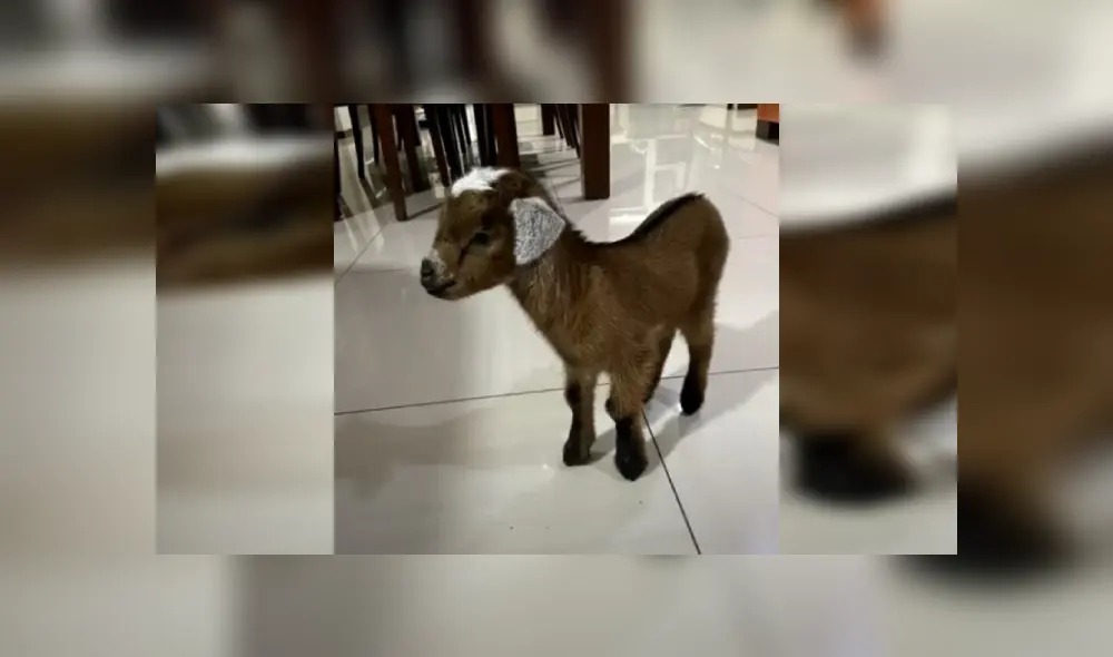 Desliza las imágenes hacia la izquierda para observar el emotivo encuentro entre una cabra y su bebé. Fotocaptura: Clarín. Desliza las imágenes hacia la izquierda para observar el emotivo encuentro entre una cabra y su bebé. Fotocaptura: Clarín.