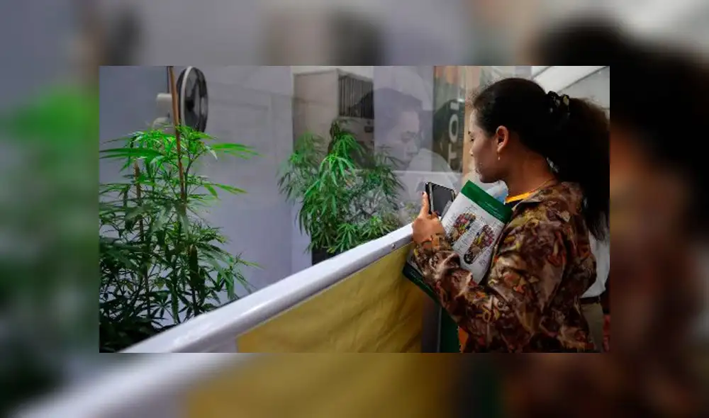 Tailandia celebra gran fiesta de marihuana tras legalización para uso médico [FOTOS]
