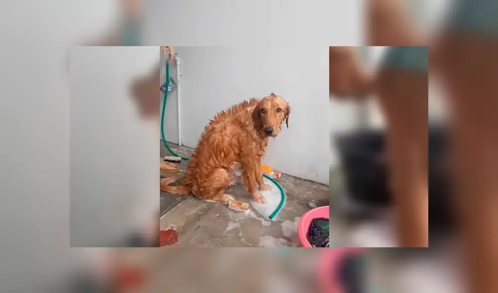 YouTube viral: chica le hace cambio de ‘look’ a su perro y este tiene insólita reacción al notarlo