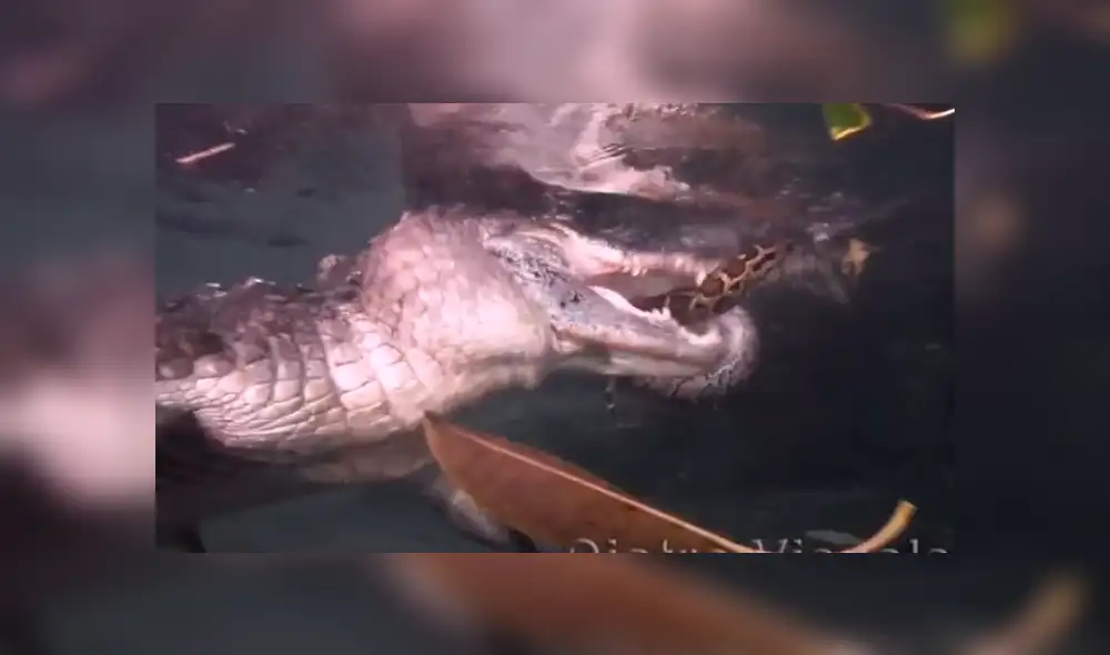 YouTube viral: buzo graba insólita pelea entre cocodrilo y serpiente que quería comérselo [VIDEO]
