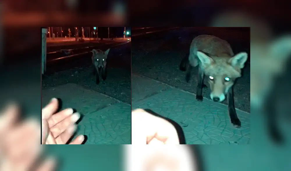 Facebook: joven encuentra a zorro salvaje en la calle, intenta acariciarlo y sufre terrible mordida