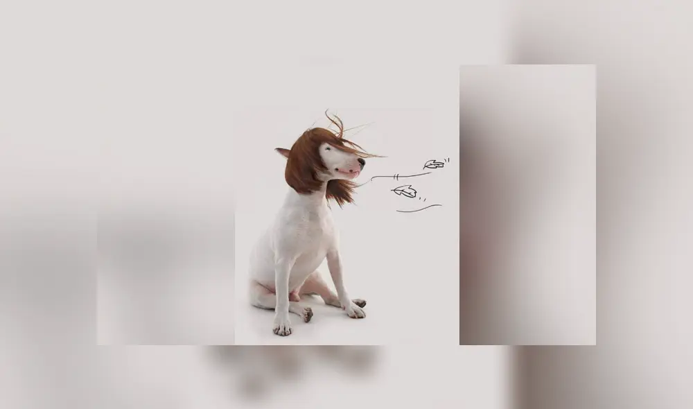 Facebook viral: le hace sesión fotográfica a su perro y divertido resultado enternece a miles Facebook viral: le hace sesión fotográfica a su perro y divertido resultado enternece a miles