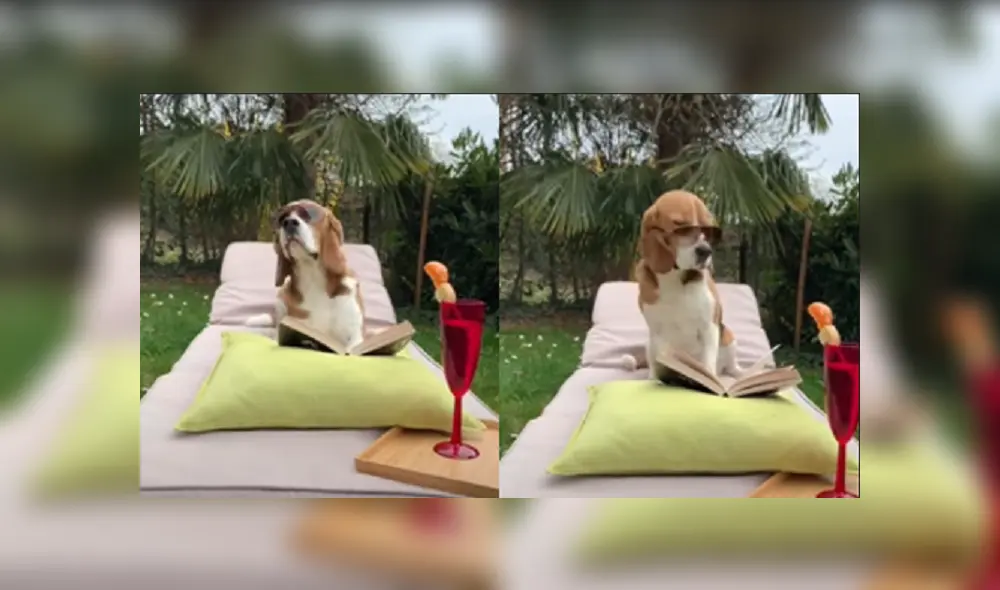 Desliza las imágenes para ver más detalles de esta divertida escena que protagonizó un perro en Youtube. Desliza las imágenes para ver más detalles de esta divertida escena que protagonizó un perro en Youtube.