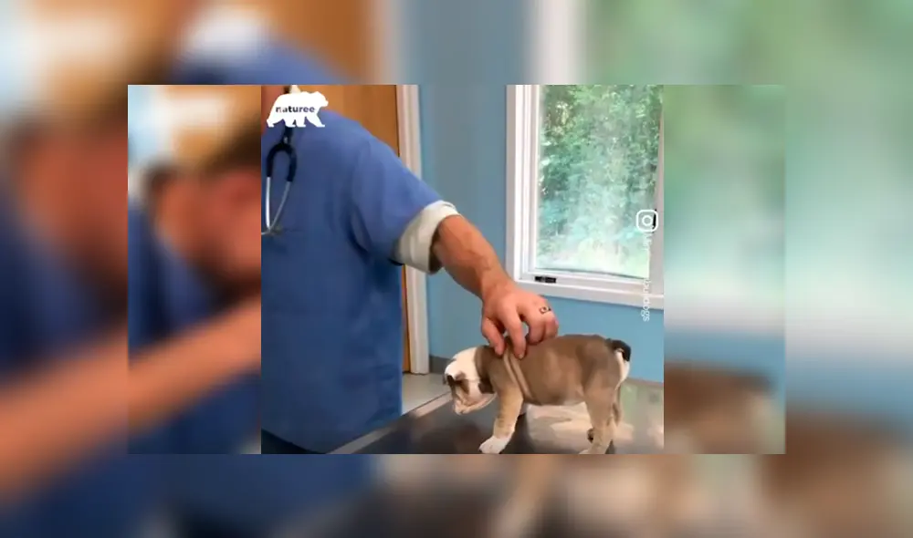 En Facebook, un cachorro sorprendió con su curioso comportamiento al ser revisado por el veterinario.
