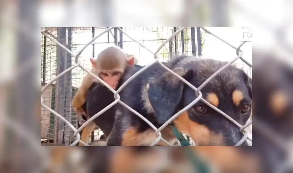Video es viral en Facebook. Ambos animales han conmovido a miles de internautas por su increíble vínculo de amistad