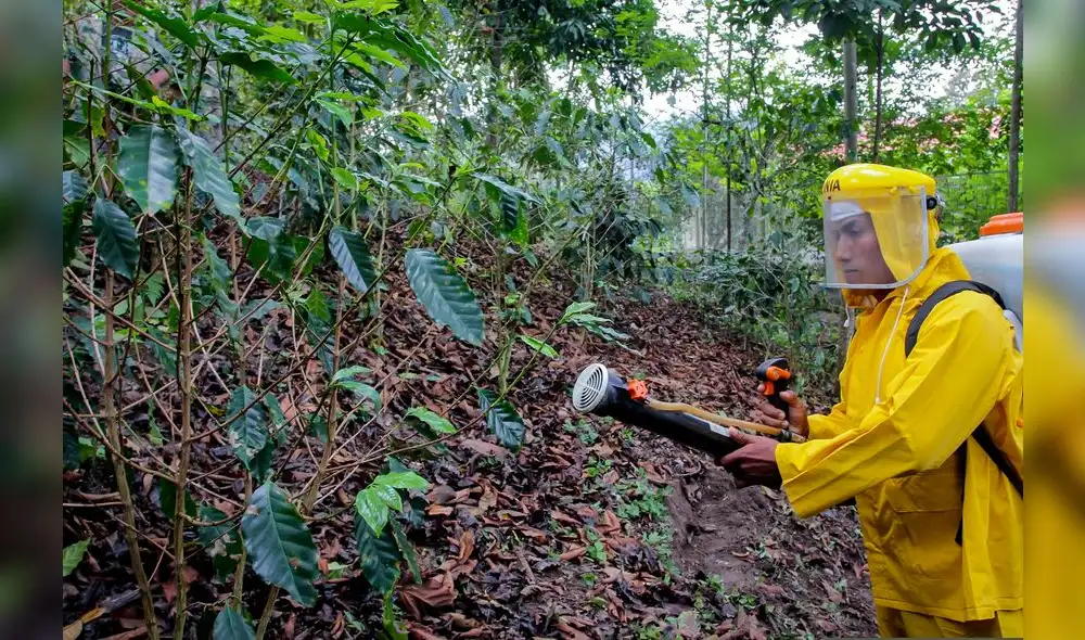 Más de 40 mil productores de cacao y café fueron capacitados en manejo de plagas Más de 40 mil productores de cacao y café fueron capacitados en manejo de plagas