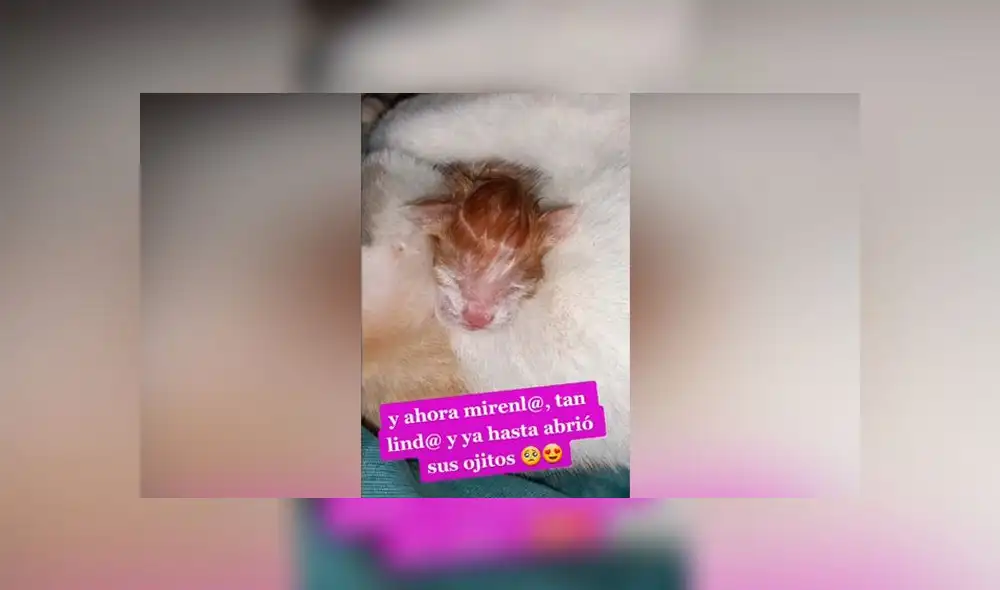 Desliza las imágenes para ver la tierna escena que protagonizó una mujer y su gata que trajo al mundo a su bebé. Foto: Rosita Alegre /TikTok Desliza las imágenes para ver la tierna escena que protagonizó una mujer y su gata que trajo al mundo a su bebé. Foto: Rosita Alegre /TikTok