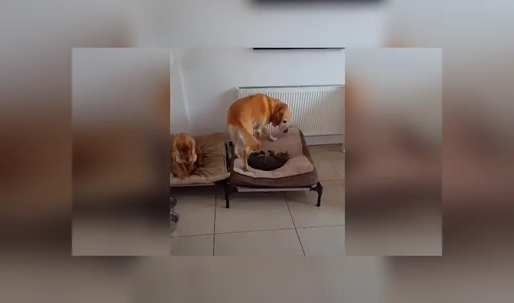 Desliza las imágenes para conocer la actitud de un enorme perro para recuperar su cama que fue robada por un gato. Desliza las imágenes para conocer la actitud de un enorme perro para recuperar su cama que fue robada por un gato.