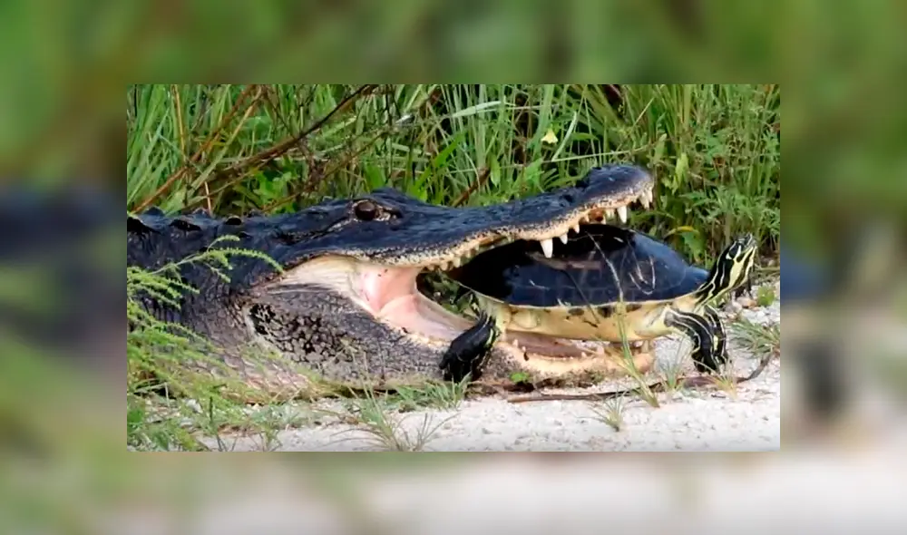 Hambriento cocodrilo intenta morder caparazón de tortuga viva, pero termina ‘humillado’ [VIDEO] 