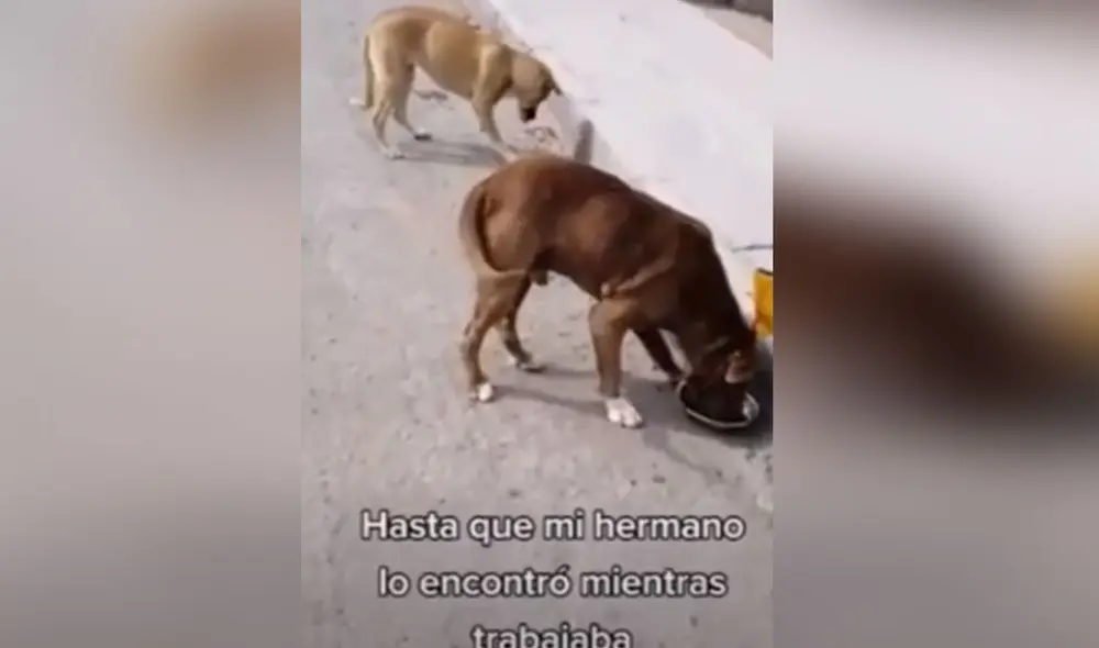 Desliza las imágenes para ver más detalles sobre esta conmovedora escena de reencuentro entre una familia y su perro que estuvo perdido. Foto: captura de Facebook