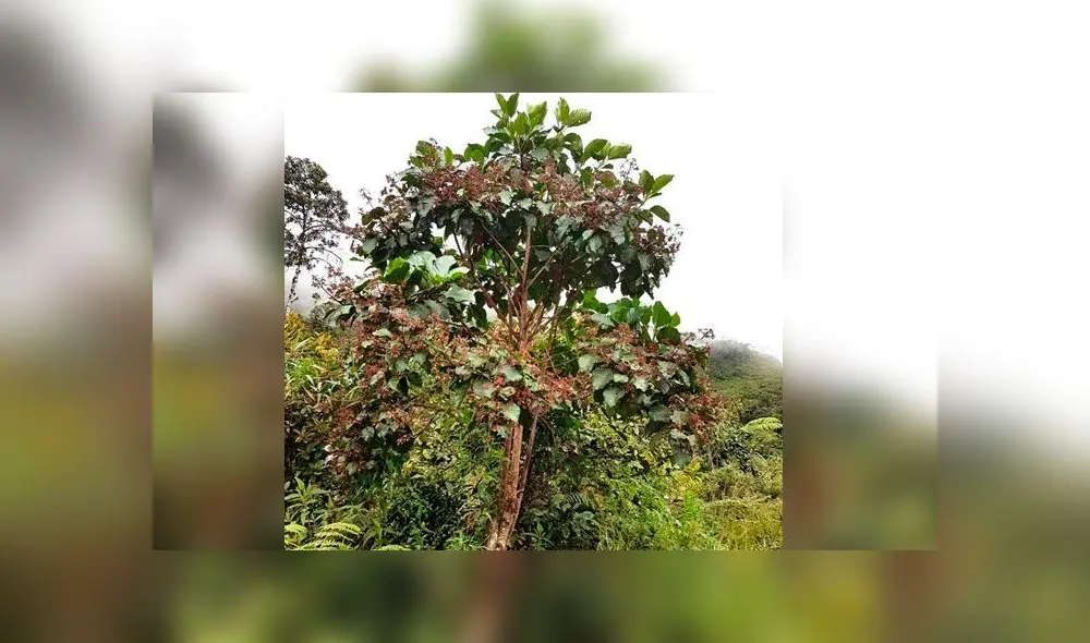 Árbol de la Quina. Foto: SPDA. Árbol de la Quina. Foto: SPDA.