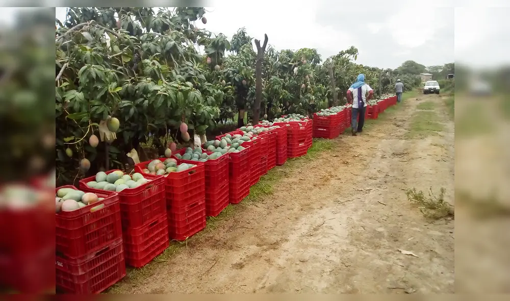 Positiva producción de frutas. Positiva producción de frutas.