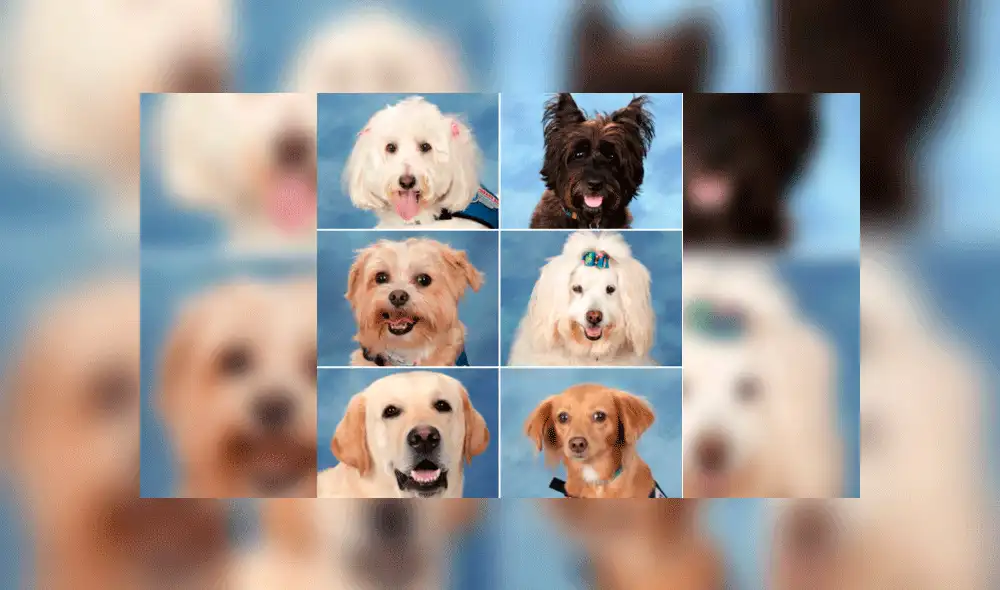 Perros de terapia son incluidos en anuario tras tiroteo en colegio [FOTOS]