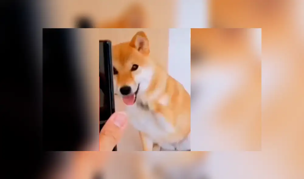 Perro sorprendió a miles al ser captado imitando las poses de las fotos que le muestran Perro sorprendió a miles al ser captado imitando las poses de las fotos que le muestran