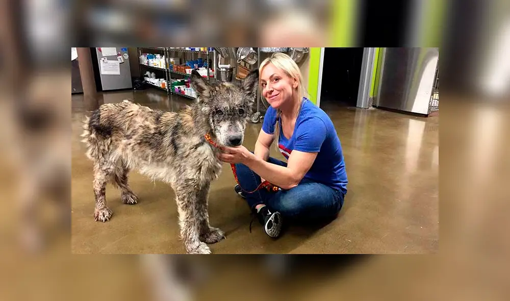 Desliza para ver las fotos de este perro que enamoró a todos en Facebook. Foto: Captura. Desliza para ver las fotos de este perro que enamoró a todos en Facebook. Foto: Captura.