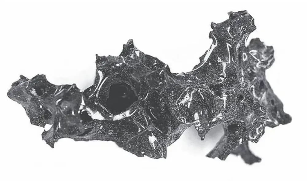 Fragmentos encontrados de los tejidos cerebrales de la víctimas. Foto: revista New England  Journal