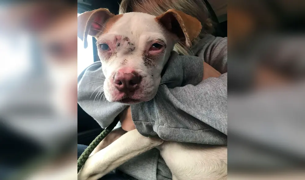 Perro abraza a mujer al notar que sería rescatado tras pasar varios días en un garaje abandonado [VIDEO]