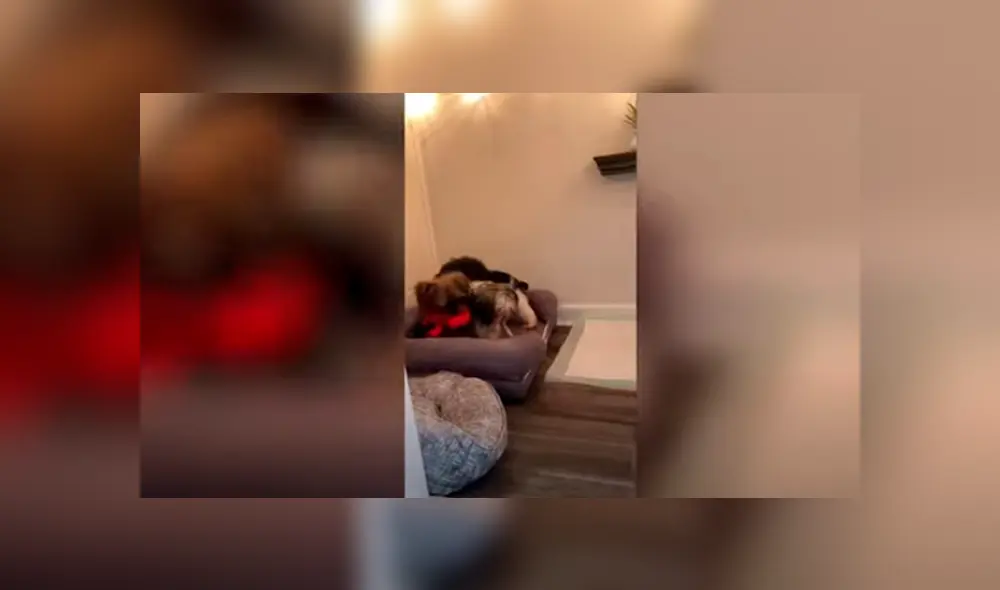 Desliza las imágenes para conocer el impresionante cuarto que armó un joven para sus pequeños perros.