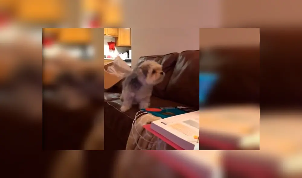 Desliza las imágenes para apreciar el furioso comportamiento de un perro al percatarse que su dueña lo estaba ignorando. Desliza las imágenes para apreciar el furioso comportamiento de un perro al percatarse que su dueña lo estaba ignorando.