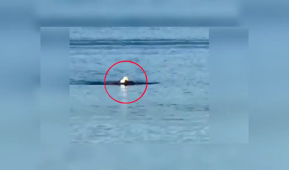 YouTube viral: águila  es captada nadando como una persona y provoca confusión en miles [VIDEO]