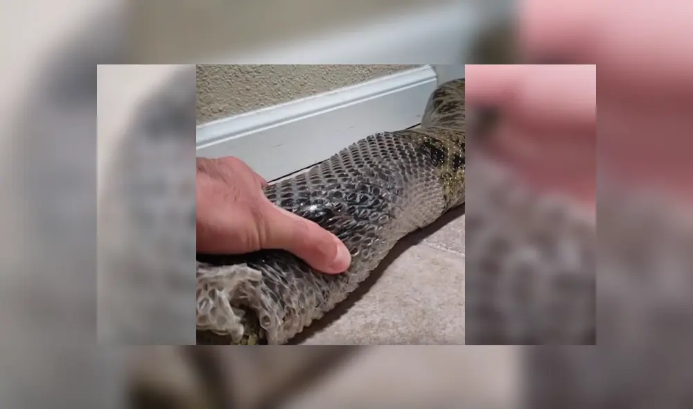 Video viral de Facebook muestra el perturbador momento en que un joven ayuda a retirar la piel de una enorme anaconda