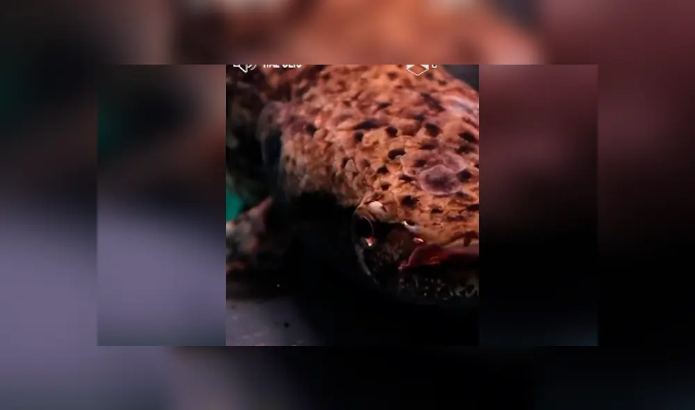 Desliza hacia la izquierda para ver al misterioso pez que se ha vuelto viral en Facebook. Desliza hacia la izquierda para ver al misterioso pez que se ha vuelto viral en Facebook.