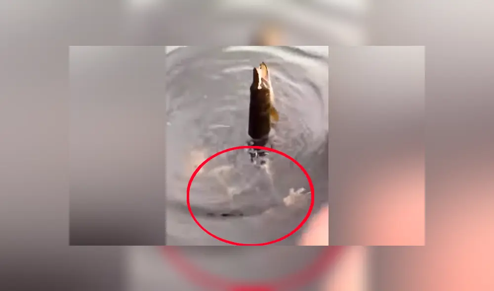 Un pescador publicó un video viral de YouTube tras disputarse un pescado con una misteriosa criatura que surgió de las profundidades para arrebatarle su presa. Un pescador publicó un video viral de YouTube tras disputarse un pescado con una misteriosa criatura que surgió de las profundidades para arrebatarle su presa.