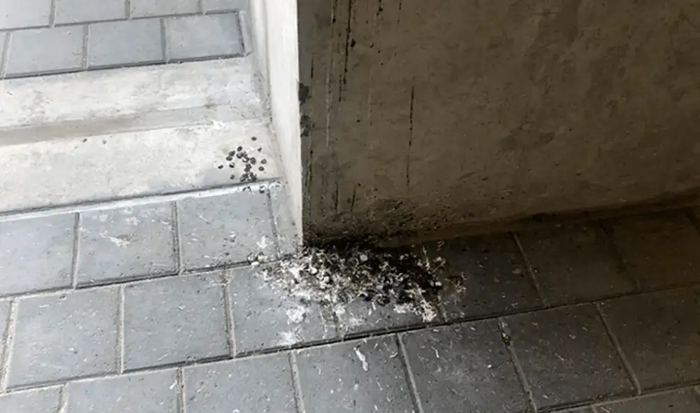 Varios lugares del la sede presentan excrementos de paloma. Crédito: ElPoli.pe Varios lugares del la sede presentan excrementos de paloma. Crédito: ElPoli.pe