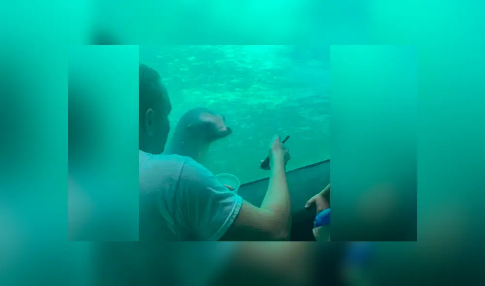 YouTube viral: león marino ve fotos del Océano Atlántico y tiene emotiva reacción que conmueve a miles YouTube viral: león marino ve fotos del Océano Atlántico y tiene emotiva reacción que conmueve a miles