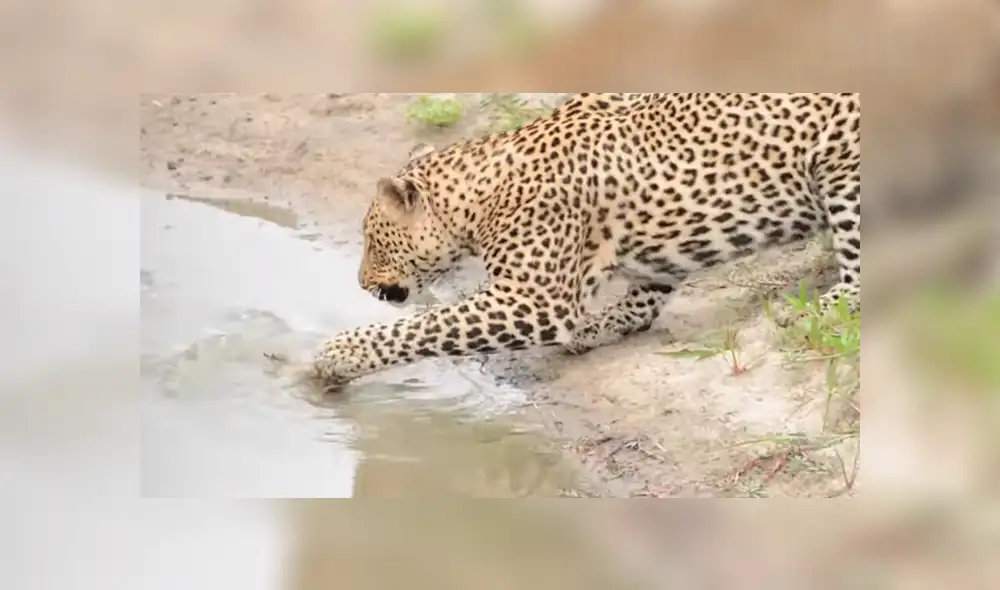 Hambriento leopardo juega con su presa antes de comérsela, comete error y se le escapa [VIDEO] 