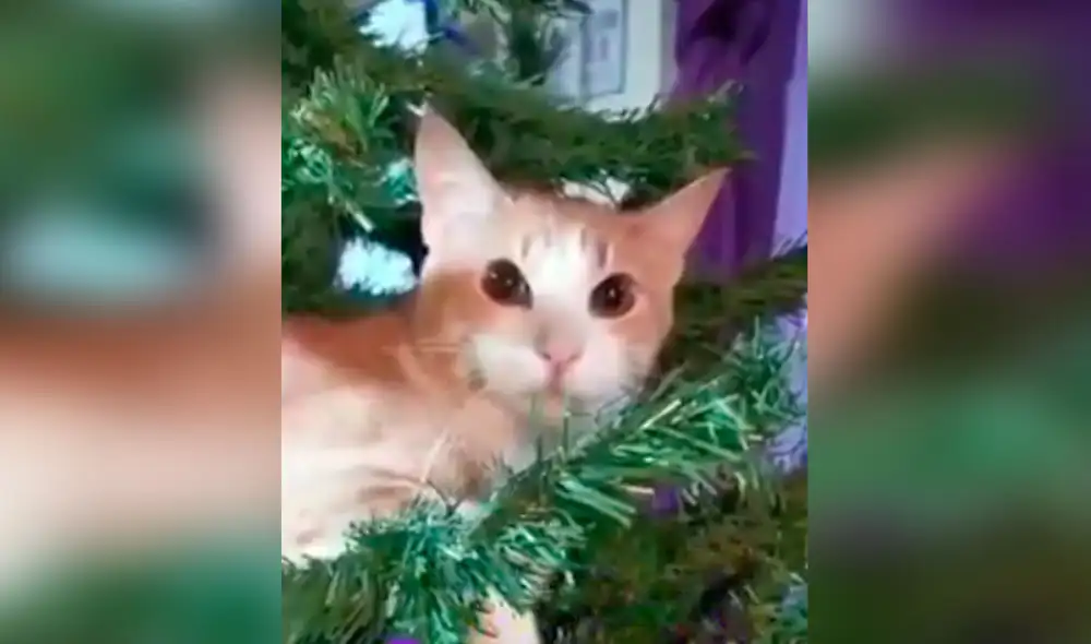 Desliza las imágenes para ver la travesura que cometió un gato al aprovechar la distracción de su dueña. Foto: captura de Tiktok