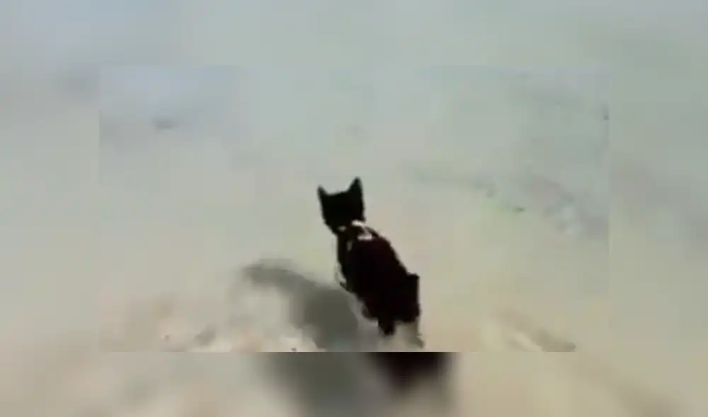 Facebook viral: gato vence su temor al agua y cruza charco para seguir a su amo 