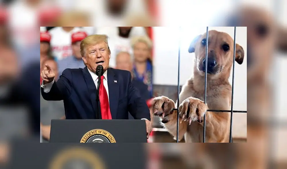Estados Unidos catalogará el maltrato animal como un delito federal, gracias a la aprobación de Donald Trump. Foto: Composición Estados Unidos catalogará el maltrato animal como un delito federal, gracias a la aprobación de Donald Trump. Foto: Composición
