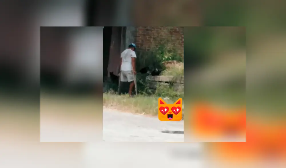 Desliza las imágenes para observar el noble gesto que tuvo un hombre al brindar alimentos a unos gatos. Foto: Captura.